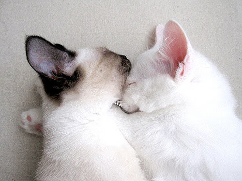 久保建英爆发，乌拉圭稳稳拿下奥地利，亚洲新星与世界劲旅的双重奏