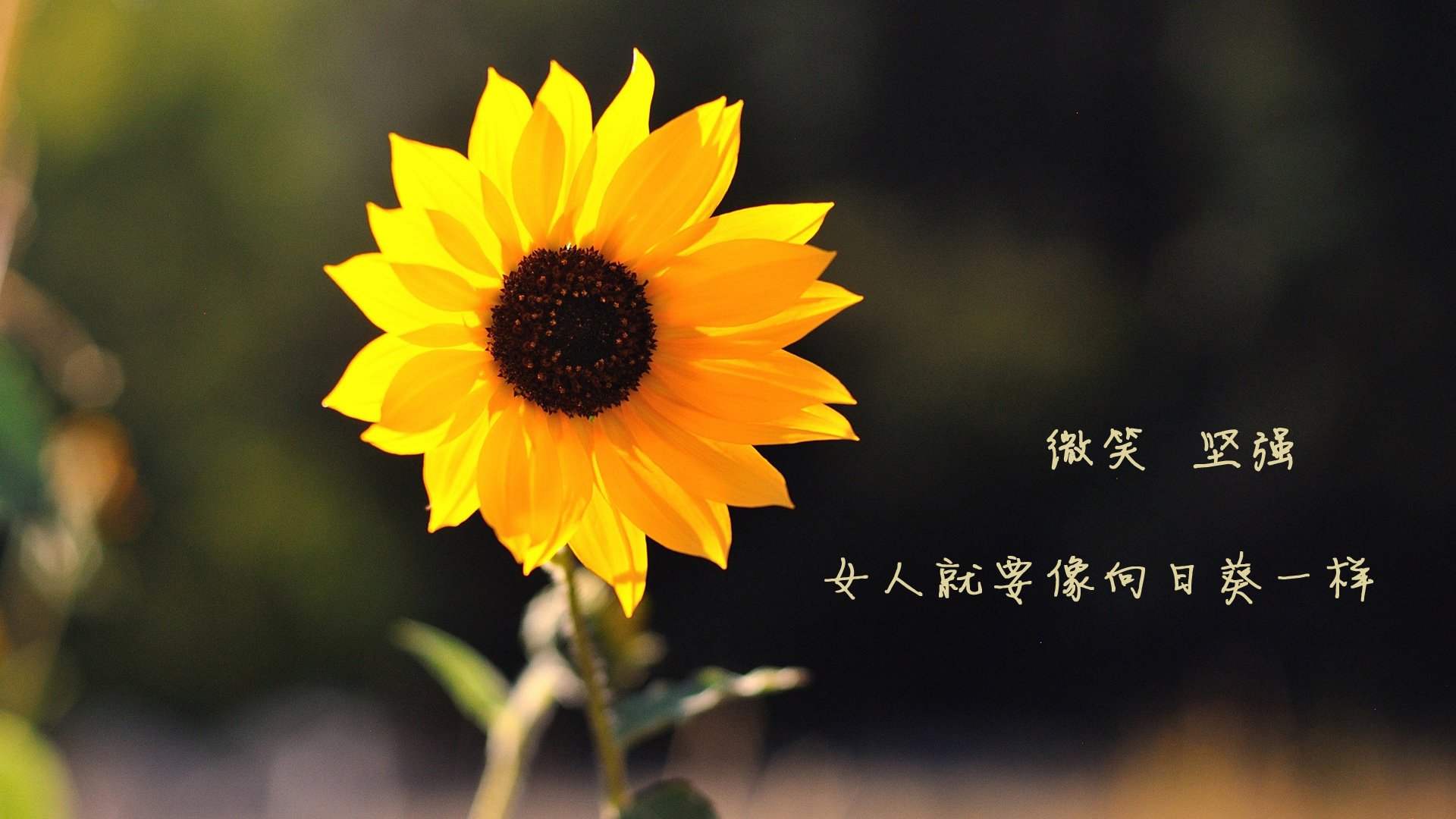 从厄瓜多尔对阵日本,看福登如何在压力下完成爆发,足球世界的唯一性启示