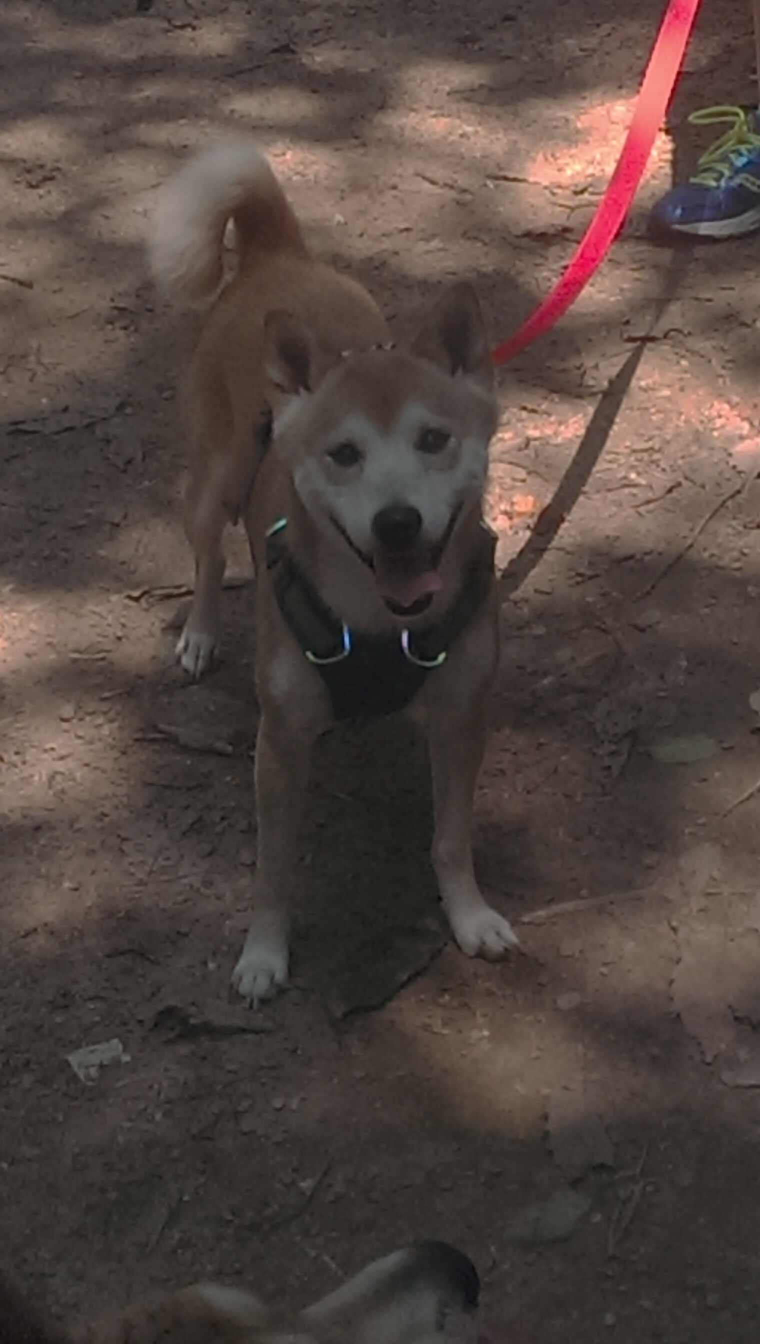 范戴克一夫当关,尼斯防线冲垮佛罗伦萨攻势